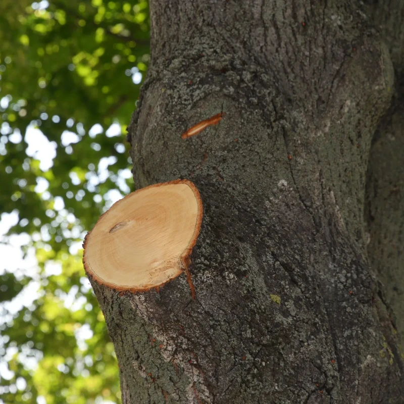 stump grinding and removal removal