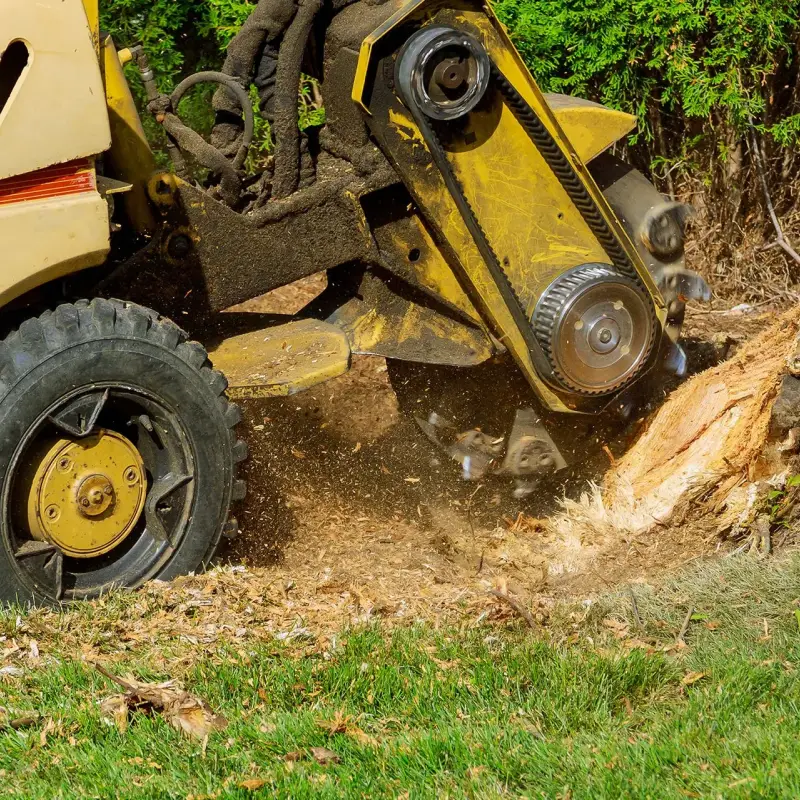 stump grinding and removal removal