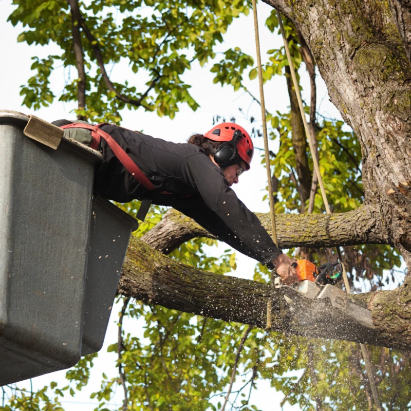 tree removal trimming and pruning service